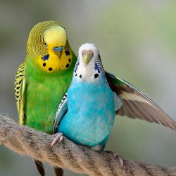 Для попугаев и декоративных птиц