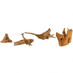 Корень Мангровый (S) 15-25см