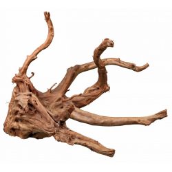 Корень наперстянки (бегонии) M/L до 50см, 1шт