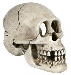 Декор. Череп 15см