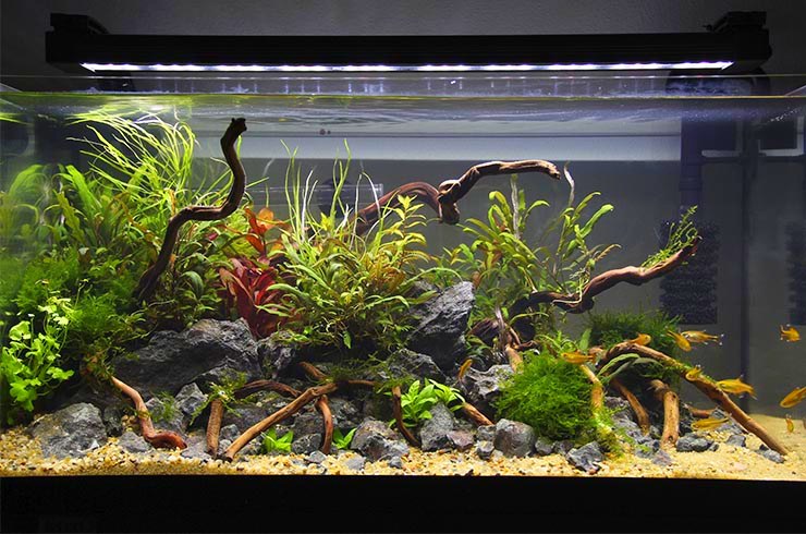 Ви зараз переглядаєте Как правильно запустить первый аквариум?